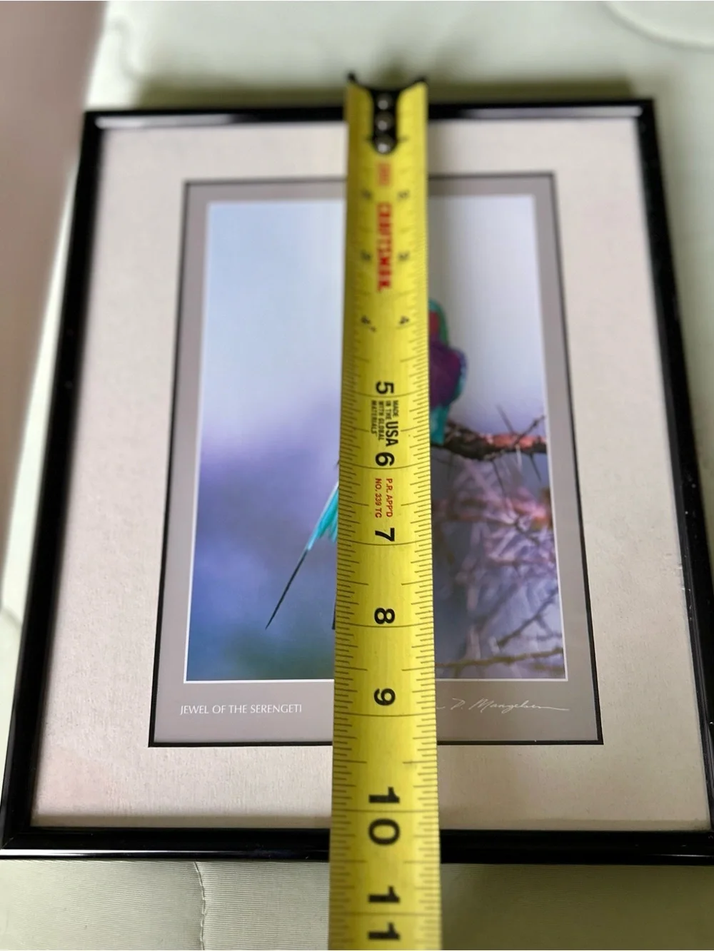 Unique Colorful Exotic Bird Art Print in Black Frame Wall Decor